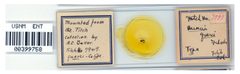 Eriosoma querci by the Smithsonian. Used under a CC0 license.