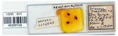 Eriosoma rosetti by the Smithsonian. Used under a CC0 license.