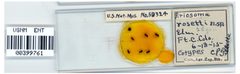 Eriosoma rosetti by the Smithsonian. Used under a CC0 license.