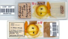 Eriosoma strobi by the Smithsonian. Used under a CC0 license.
