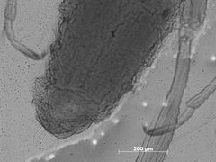 Essigella gillettei by the Smithsonian. Used under a CC0 license.