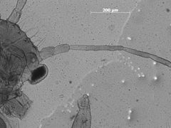 Essigella gillettei by the Smithsonian. Used under a CC0 license.