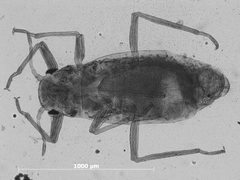 Essigella hoerneri by the Smithsonian. Used under a CC0 license.