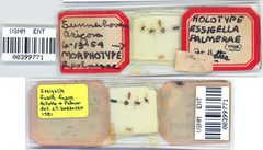 Essigella palmerae by the Smithsonian. Used under a CC0 license.