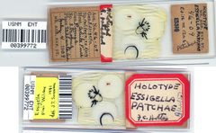 Essigella patchae by the Smithsonian. Used under a CC0 license.