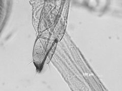 Euceraphis deducta by the Smithsonian. Used under a CC0 license.
