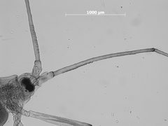 Euceraphis deducta by the Smithsonian. Used under a CC0 license.