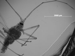 Euceraphis deducta by the Smithsonian. Used under a CC0 license.