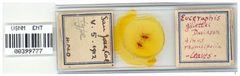 Euceraphis gillettei by the Smithsonian. Used under a CC0 license.