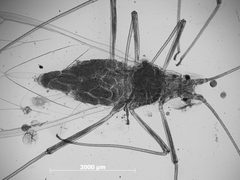 Euceraphis gillettei by the Smithsonian. Used under a CC0 license.
