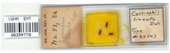 Euceraphis lineata by the Smithsonian. Used under a CC0 license.