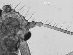 Eulachnus thunbergii by the Smithsonian. Used under a CC0 license.