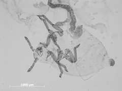 Forda flavula by the Smithsonian. Used under a CC0 license.