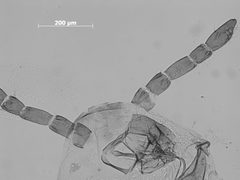 Forda flavula by the Smithsonian. Used under a CC0 license.