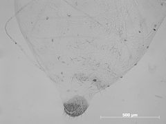 Forda flavula by the Smithsonian. Used under a CC0 license.