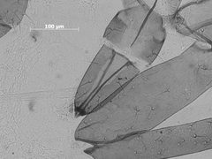 Forda flavula by the Smithsonian. Used under a CC0 license.