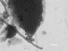 Hyadaphis umbellulariae by the Smithsonian. Used under a CC0 license.