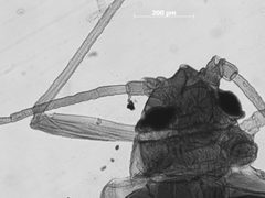 Hyadaphis umbellulariae by the Smithsonian. Used under a CC0 license.