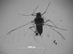 Hyadaphis umbellulariae by the Smithsonian. Used under a CC0 license.
