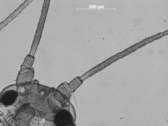 Hyalomyzus jussiaeae by the Smithsonian. Used under a CC0 license.
