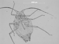 Hyalomyzus pocosinus by the Smithsonian. Used under a CC0 license.