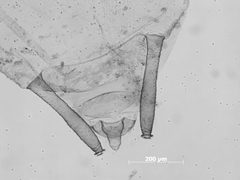 Hyalomyzus pocosinus by the Smithsonian. Used under a CC0 license.