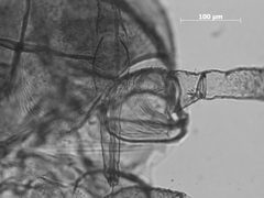 Hyalomyzus tissoti by the Smithsonian. Used under a CC0 license.