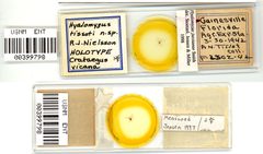 Hyalomyzus tissoti by the Smithsonian. Used under a CC0 license.