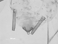 Hyalomyzus tissoti by the Smithsonian. Used under a CC0 license.