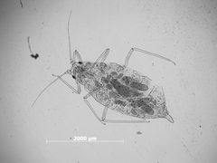 Hyalopterus dactylidis by the Smithsonian. Used under a CC0 license.