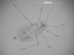 Hyalopterus persikonus by the Smithsonian. Used under a CC0 license.