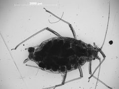 Illinoia osmaroniae by the Smithsonian. Used under a CC0 license.