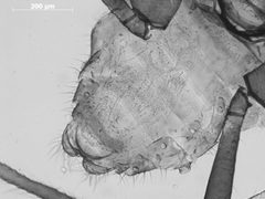 Lachnochaitophorus bisselli by the Smithsonian. Used under a CC0 license.