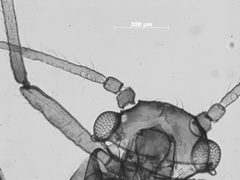 Lachnochaitophorus bisselli by the Smithsonian. Used under a CC0 license.