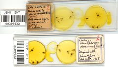Lachnochaitophorus bisselli by the Smithsonian. Used under a CC0 license.