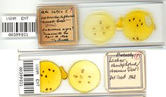 Lachnochaitophorus bisselli by the Smithsonian. Used under a CC0 license.