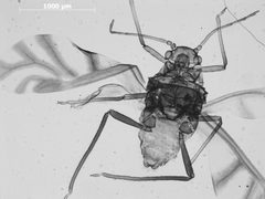 Lachnochaitophorus bisselli by the Smithsonian. Used under a CC0 license.