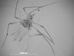 Macrosiphoniella frigidicola by the Smithsonian. Used under a CC0 license.