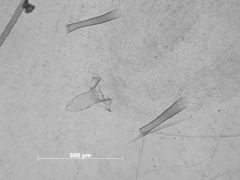 Macrosiphoniella frigidicola by the Smithsonian. Used under a CC0 license.
