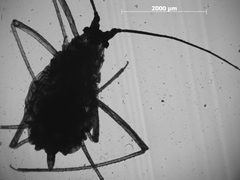 Macrosiphum albifrons by the Smithsonian. Used under a CC0 license.