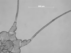 Macrosiphum badium by the Smithsonian. Used under a CC0 license.