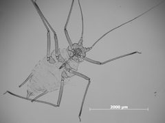 Macrosiphum badium by the Smithsonian. Used under a CC0 license.