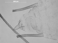 Macrosiphum badium by the Smithsonian. Used under a CC0 license.