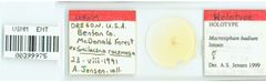 Macrosiphum badium by the Smithsonian. Used under a CC0 license.