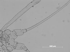 Macrosiphum creelii by the Smithsonian. Used under a CC0 license.
