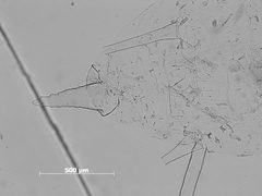 Macrosiphum creelii by the Smithsonian. Used under a CC0 license.