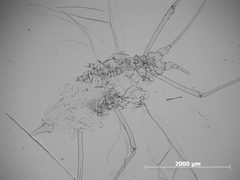 Macrosiphum creelii by the Smithsonian. Used under a CC0 license.