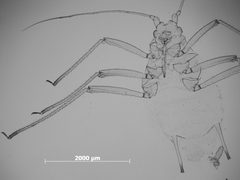 Macrosiphum oregonense by the Smithsonian. Used under a CC0 license.