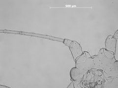 Macrosiphum oregonense by the Smithsonian. Used under a CC0 license.