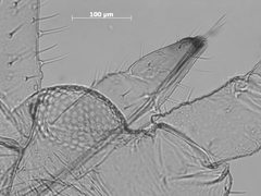 Macrosiphum violae by the Smithsonian. Used under a CC0 license.